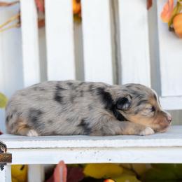 Jesse - Blue merle male Miniature American Shepherd puppy in Granbury, Texas from Best Little Aussies