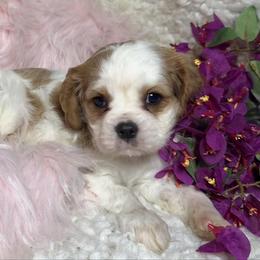 Glimmer - Blenheim female Cavalier King Charles Spaniel puppy in Conway, Missouri from Jordan  Harrison