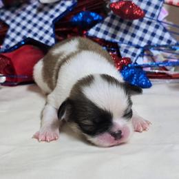 Sable Boy - Sable and white male Japanese Chin puppy in Tulsa, Oklahoma from Locust Creek Pugs & Japanese Chin's