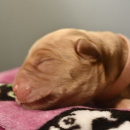 Dilute Retriever Puppies from Wicked Pines Retrievers