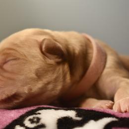 Dilute Retriever Puppies from Wicked Pines Retrievers