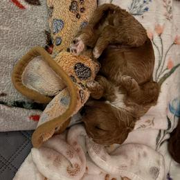 Pascal - Red  male Goldendoodle puppy in Lillington, North Carolina from Peace, Love, and Puppies at the Creek