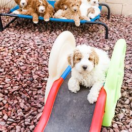 Double Doodle, Labradoodle, and Sheepadoodle Puppies from Mule Mountain Doodles