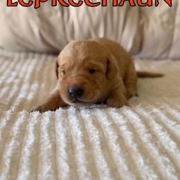 Leprechaun - Yellow male Labrador Retriever puppy in Water Valley, Mississippi from Three Lakes Labs & WHDs