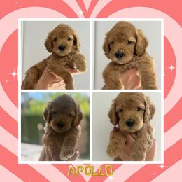 Apollo - Cream male Goldendoodle puppy in Miami Dade County, Florida from Doodle Lovers
