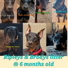 Dachshund and Doberman Pinscher Puppies from Living Hope Dobies and Doxies