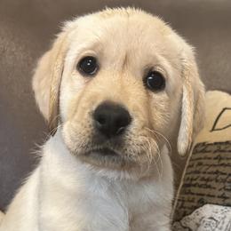 Girl 1 - Yellow Labrador Retriever puppy in Colorado from Armory Labradors