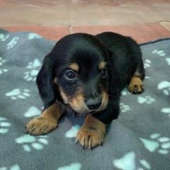 Dachshund Puppies from Eddy’s Mini Doxies