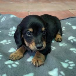 Dachshund Puppies from Eddy’s Mini Doxies