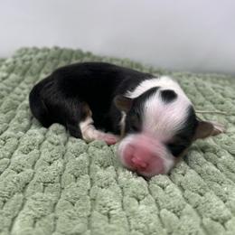 Vanilla Bean (fluffy) - Black and tan female Pembroke Welsh Corgi puppy in Waco, Texas from The Comma Corgis