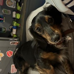 Atticus - Dachshund