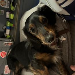 Atticus - Dachshund