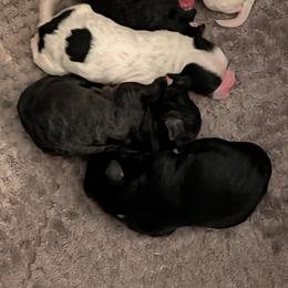 Maltipoo Puppies from Rashad Kirksey