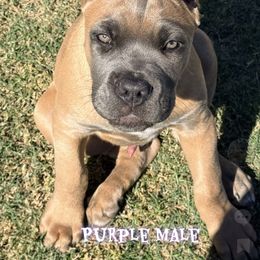Purple collar - Fawn male Cane Corso puppy in Waxahachie, Texas from A&M Kennels