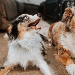 Australian Shepherds from Robertson’s Stud Service