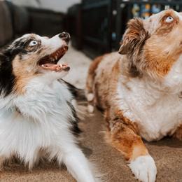 Australian Shepherds from Robertson’s Stud Service