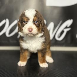 BROWNING - Tri-color male Bernedoodle puppy in Corpus Christi, Texas from The Henke Doodles