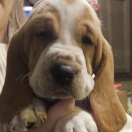 Lord of Bones - Red and white Basset Hound puppy in Spokane Valley, Washington from Valley Basset Hounds
