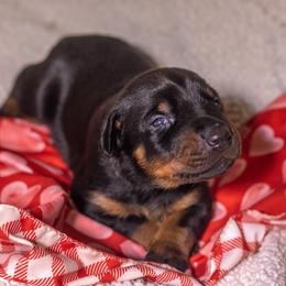 Red boy - Black and rust male Doberman Pinscher puppy in Shelby, North Carolina from IronBee Dobermans