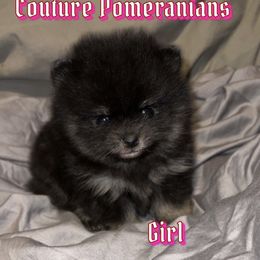 "Available " Pomeranian Puppies from Couture Pomeranians