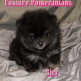 "Available " Pomeranian Puppies from Couture Pomeranians