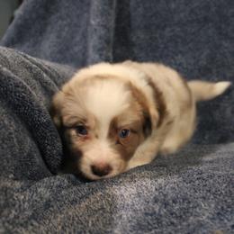Chromia - White and red merle female Border Collie puppy in Crawfordsville, Indiana from Rescued Dreams Border Collies