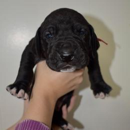 Jameson - Black and white male Great Dane puppy in Chapmansboro, Tennessee from Balthrop Bend Farms