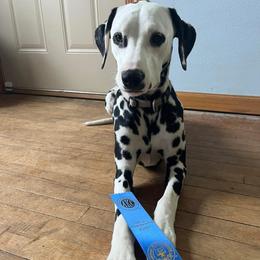 Dalmatian All Grown Up from Rosais Acres LLC