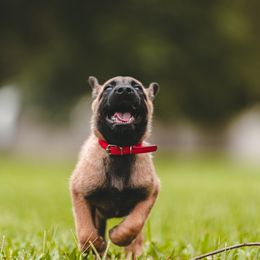 Belgian Malinois Puppies from Blue Shield Malinois