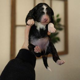 Bernedoodle, Cavapoo, Goldendoodle, and Poodle Puppies from Wasatch Pup