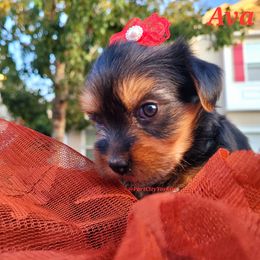 Yorkshire Terrier Puppies from Port City Yorkies LLC