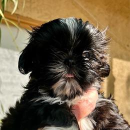 Kiki - Black and white female Shih Tzu puppy in Victorville, California from Precioustzus