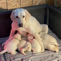 Labrador Retrievers from River's Edge Labradors