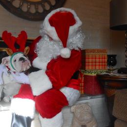English Bulldog Puppies from Michaeline Jablonski