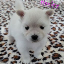 Harley - Cream female Pomeranian puppy in Bolivia, North Carolina from Red Wagon Pomeranians