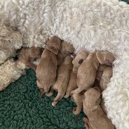 Girl 4 - female Australian Labradoodle puppy in Chuluota, Florida from Delano Australian Labradoodles