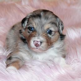 Australian Shepherd Puppies from Frantzick Farm Aussies