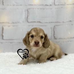 Buster - Cream male Dachshund puppy in Nashville, Arkansas from Cuddles n Curls