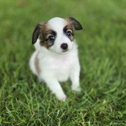 Papillon Puppies from Home Raised Papillon Puppies