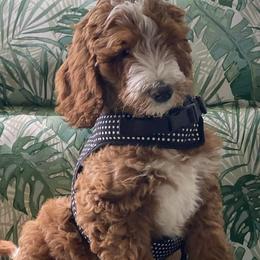 Charlie - Goldendoodle