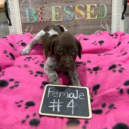Female 4 - Liver roan female German Shorthaired Pointer puppy in Kathleen, Florida from Alex Yates GSP's