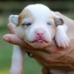 Bacon - Sable male Pembroke Welsh Corgi puppy in Star City, Arkansas from Say When Corgi Co.
