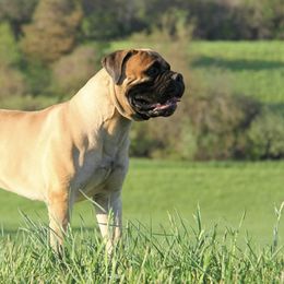 Bullmastiffs from Renegade Bullmastiffs