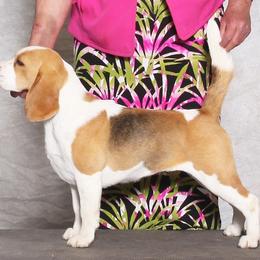 Soda - Beagle