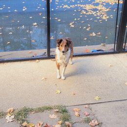 Maddie - Shetland Sheepdog