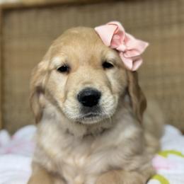 Miss Light Pink - Golden female Golden Retriever puppy in Tonasket, Washington from Denzil’s Goldens