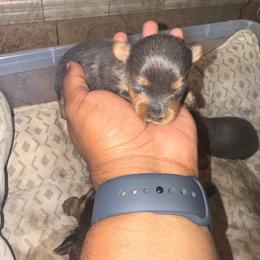 Silvio - Blue and gold male Yorkshire Terrier puppy in Pomona, California from Lunio's Yorkies
