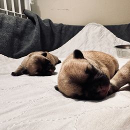 French Bulldog Puppies from 3D Frenchies LLC