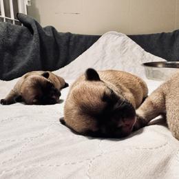 French Bulldog Puppies from 3D Frenchies LLC