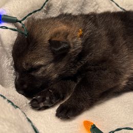 Yellow female - Sable female German Shepherd puppy in Buffalo, West Virginia from Z Tykev Vino LLC